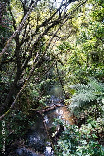 Lush jungle setting featuring an abundance of tropical plants. New Zealand.