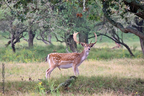 Fototapeta Naklejka Na Ścianę i Meble -  European fallow deer (Dama dama) with impressive antlers in a lush grassy meadow