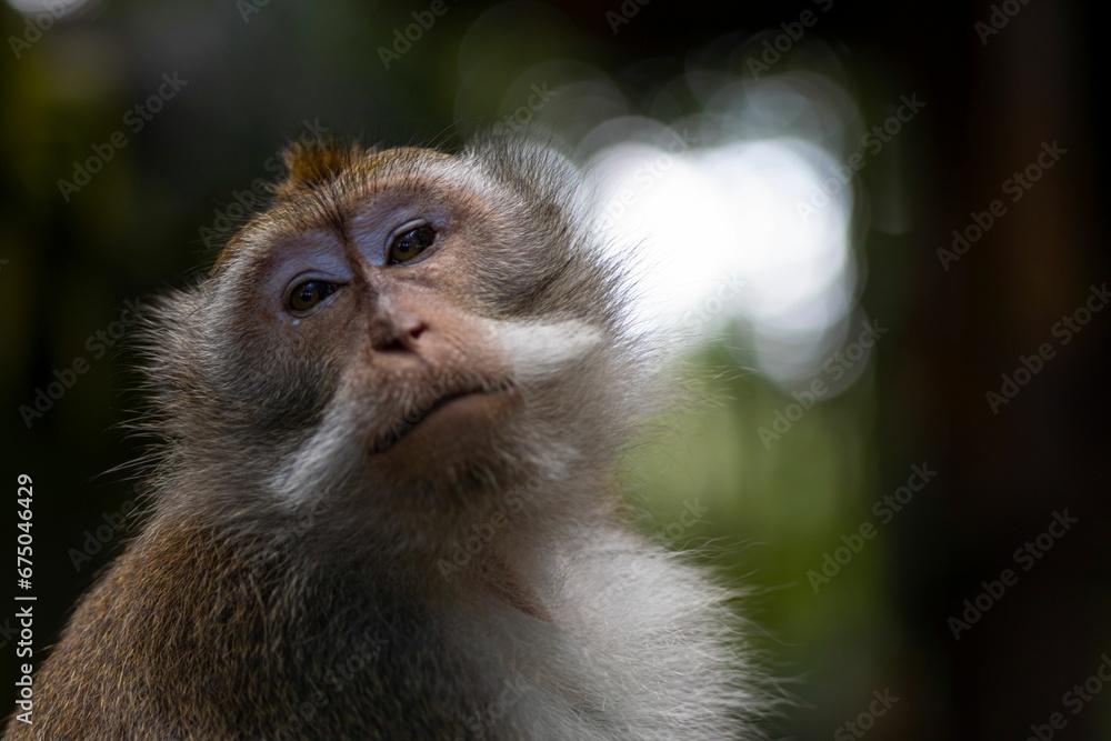 Obraz premium Curious monkey perched on the branch of a tree in the Monkey Forest of Ubud, Bali