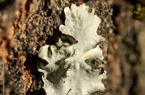 Close up of a white lichen on the bark of a tree in soft sunlight near the trunk