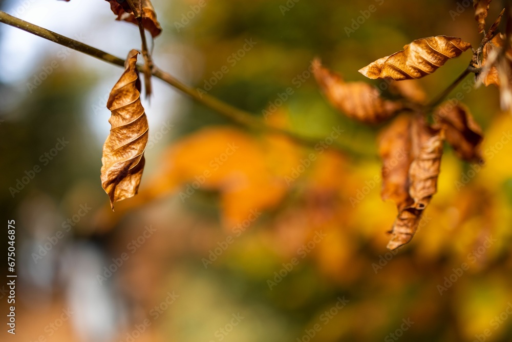 Closeup of tree branches covered in drying leaves in a field with a blurry background