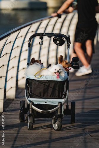 Adorable small dogs happily perched in a stroller on a dock, basking in the sun photo