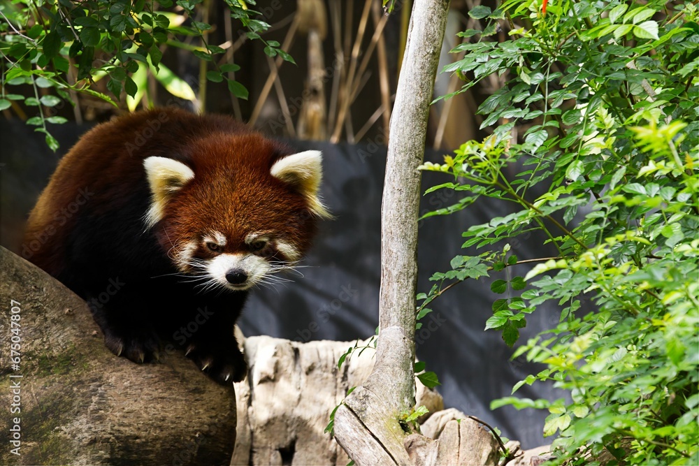 Fototapeta premium Cute red panda on the stone in a forest setting