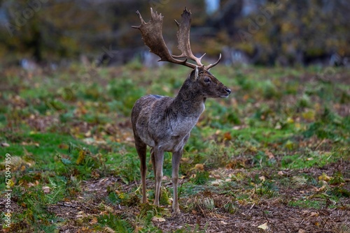 European fallow deer in the forest covered in fallen leaves in autumn