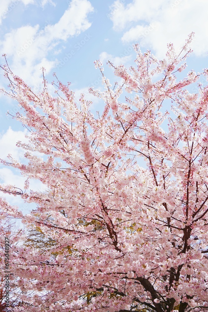 Park with sakura blooming flowers