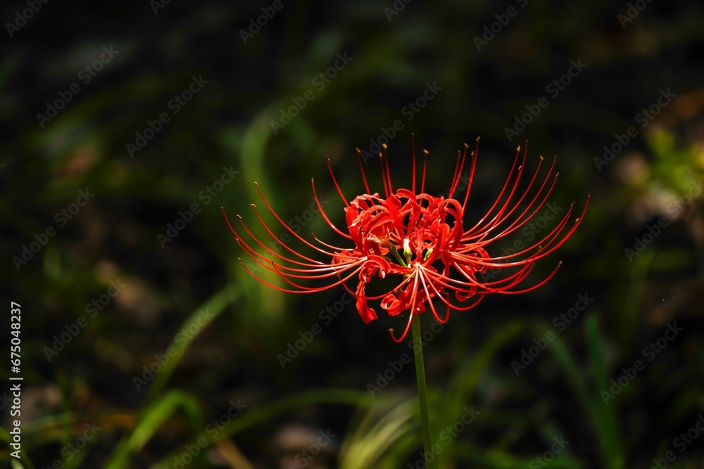 Closeup shot of a striking red spider lily flower Closeup shot of a striking red spider lily flower