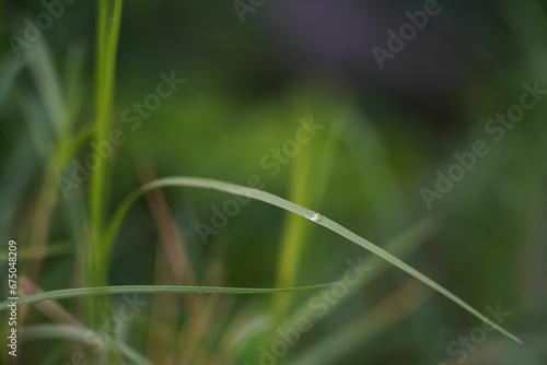 a selective focus shot of a dewdrop on a grass