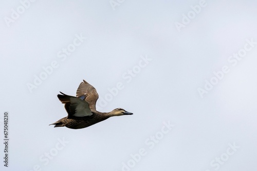 Duck soaring through the sky, its wings fully extended in graceful flight. photo