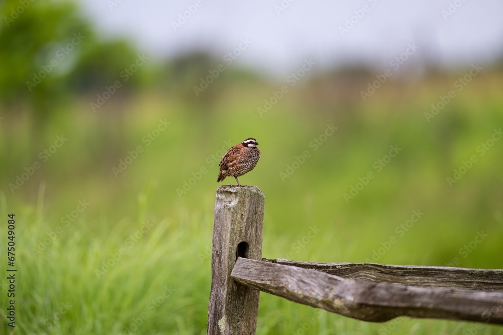 Closeup of a Northern bobwhite
perched on the branch with a blurry background Closeup of a Northern bobwhite
perched on the branch with a blurry background
