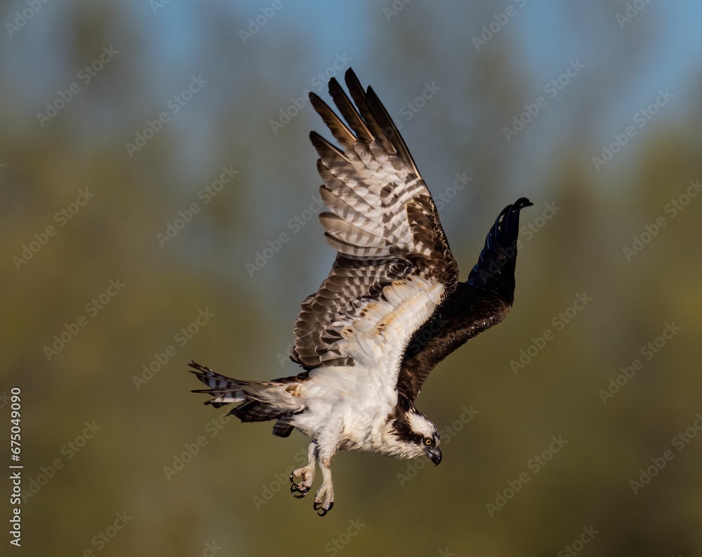 Fototapeta premium Osprey is soaring gracefully through the sky with a blurry background