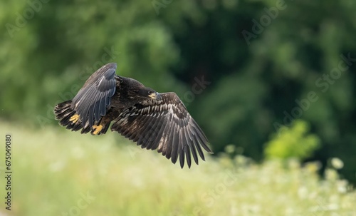 Majestic hawk  soaring in mid-air with a blurry background © Wirestock