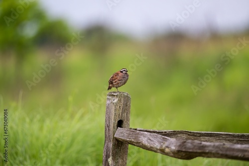 Closeup of a Northern bobwhite perched on the branch with a blurry background