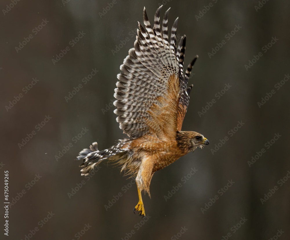 Fototapeta premium Closeup of a Hawk outstretched its wings with a blurry background