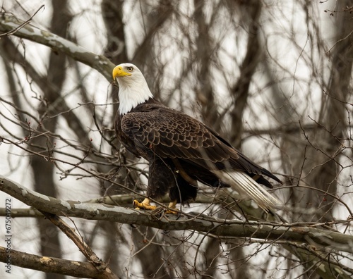 Closeup of a  magnificent Bald Eagle perched in a tree amongst lush foliage