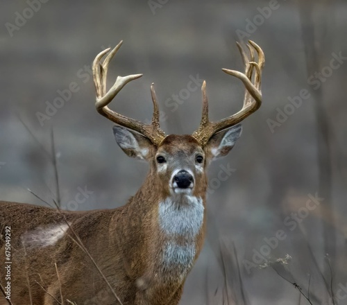 Closeup of a wild deer standing in a grassy field with its majestic antlers on full display