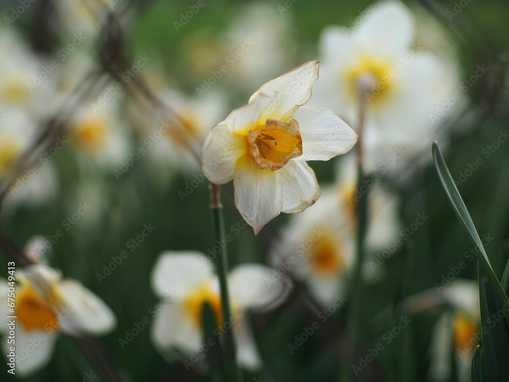 Vibrant display of white and yellow daffodils with a wire fence in the foreground