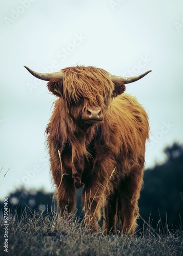 Highland cow standing in the meadow against the background of the sky.
