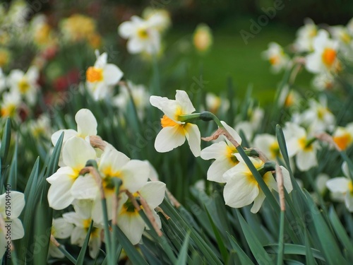 white and yellow daffodils growing in a field