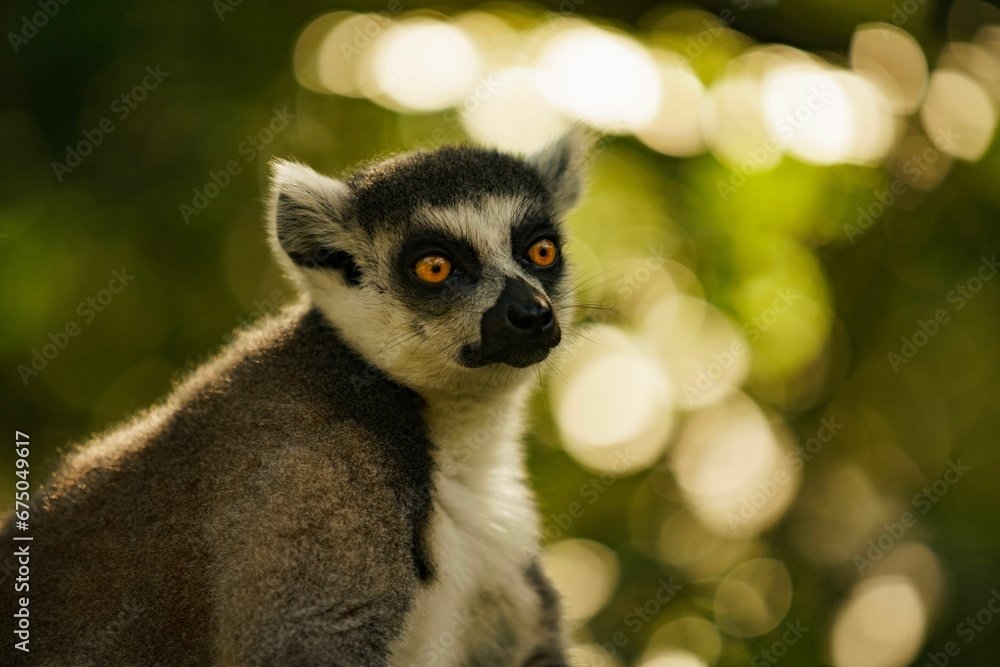 Fototapeta premium Picture of a lemur peering into the camera lens while on a tree