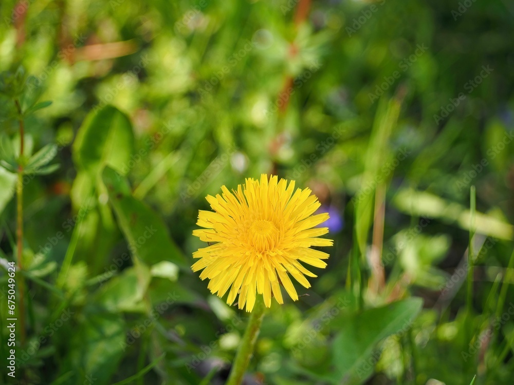 Vibrant yellow dandelion standing out against the lush green background of a grassy field Vibrant yellow dandelion standing out against the lush green background of a grassy field