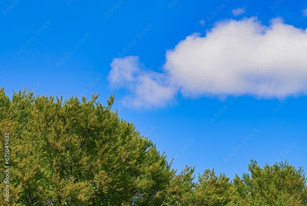 Vast low-angle landscape of lush green trees with a bright blue sky in the background Vast low-angle landscape of lush green trees with a bright blue sky in the background