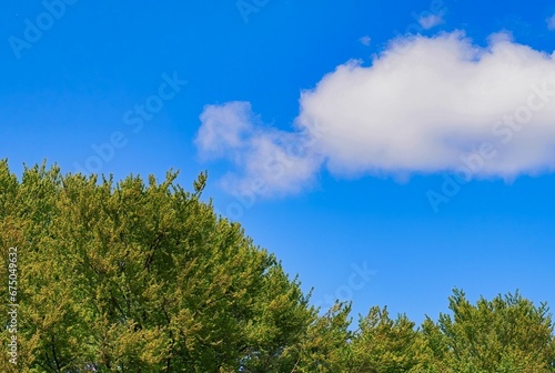 Vast low-angle landscape of lush green trees with a bright blue sky in the background