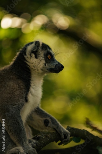Fototapeta Naklejka Na Ścianę i Meble -  Picture of a ring-tailed lemur perched on a branch