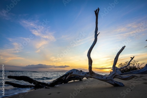 Picturesque sunrise over a tranquil beach with waves lapping against the shore with a weathered tree