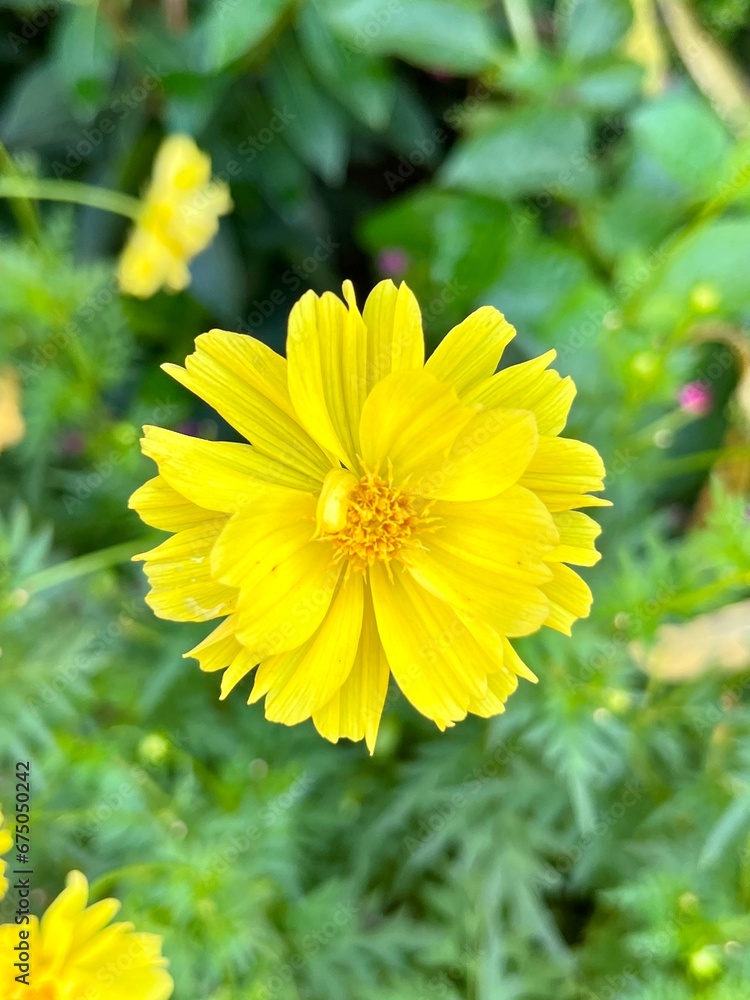 yellow flowers in the garden yellow flowers in the garden