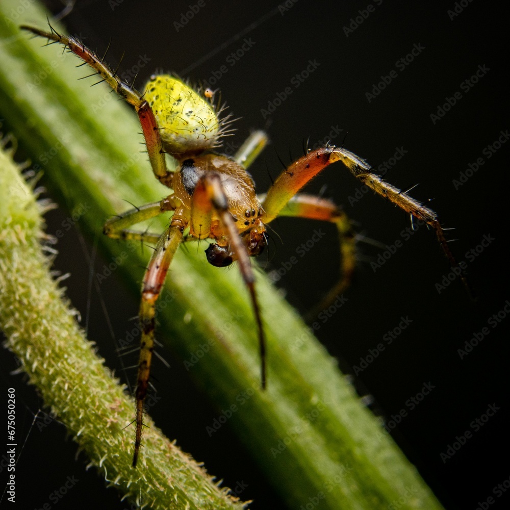Macro shot of Araniella opisthographa, an orb weaver in the spider family Araneidae. Macro shot of Araniella opisthographa, an orb weaver in the spider family Araneidae.