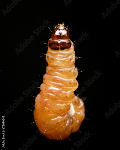 Macro shot of a larva isolated on a black background.