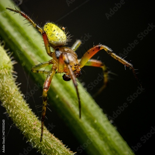 Macro shot of Araniella opisthographa, an orb weaver in the spider family Araneidae.