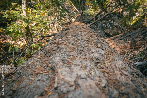 an up close view of a tree in the forest with some leafs on it