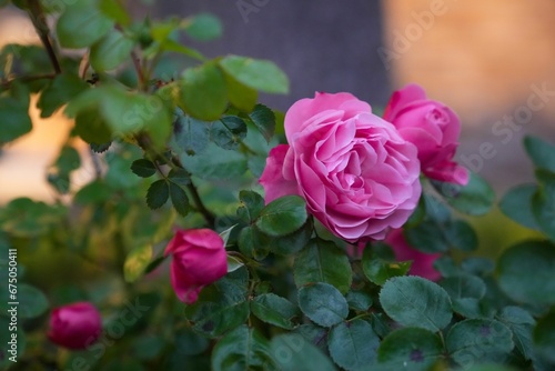 Wallpaper Mural a small flower with pink flowers and green leaves in a garden Torontodigital.ca