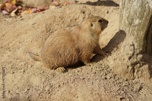 Baibak sitting on ground on a sunny day photo