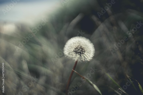 Single dandelion blossom stands proudly in a lush green field