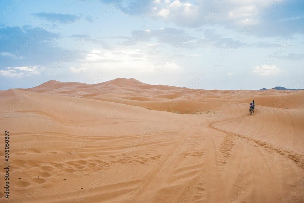 Camels walking on sand dunes during sunset in Erg Chebbi desert, near Merzouga, Sahara Desert.