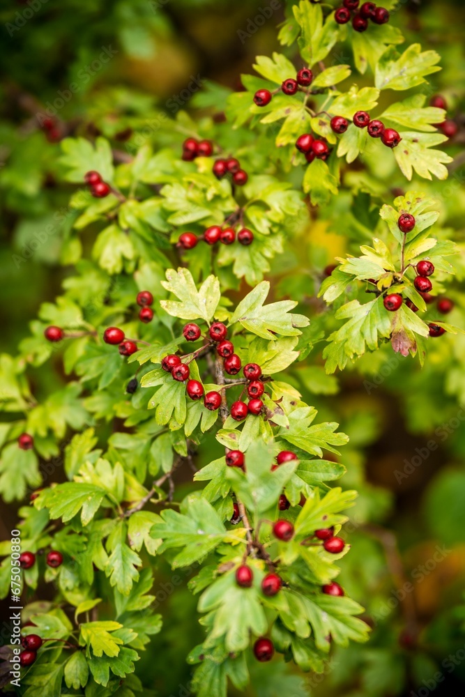 berries are growing on the tree in the park stock photo - 15663611 berries are growing on the tree in the park stock photo - 15663611