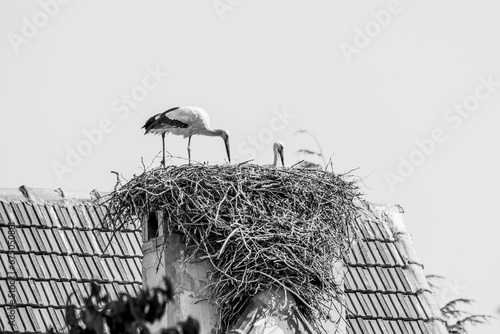 Pair of white storks, Ciconia ciconia, large birds taking care of their nest on a roof top in Ifrane photo