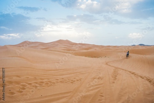 Camels walking on sand dunes during sunset in Erg Chebbi desert  near Merzouga  Sahara Desert.