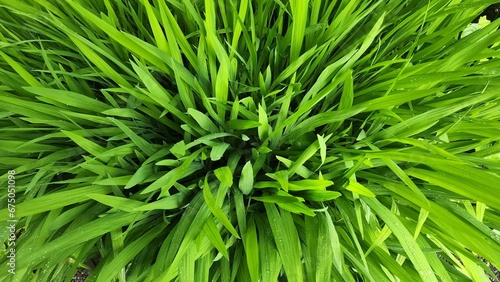 Lush  green plant with large  long leaves in the foreground