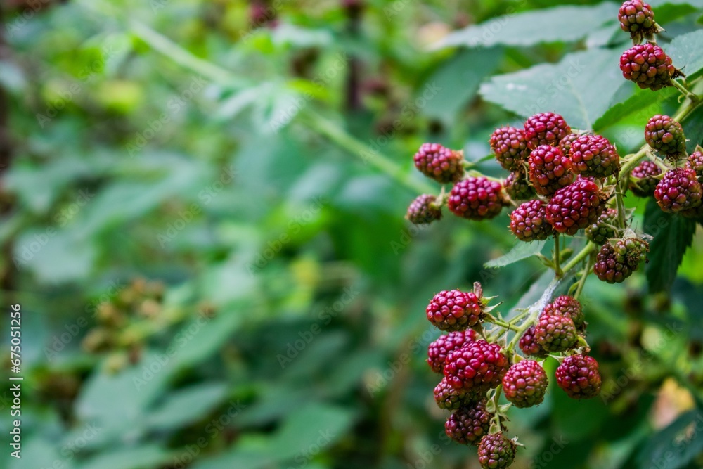 Up of vibrant red berries and lush green leaves on a vibrant tree in a natural outdoor setting Up of vibrant red berries and lush green leaves on a vibrant tree in a natural outdoor setting