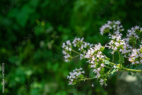 Blossoming wildflowers growing on the stem of a bush surrounded by lush trees in the background