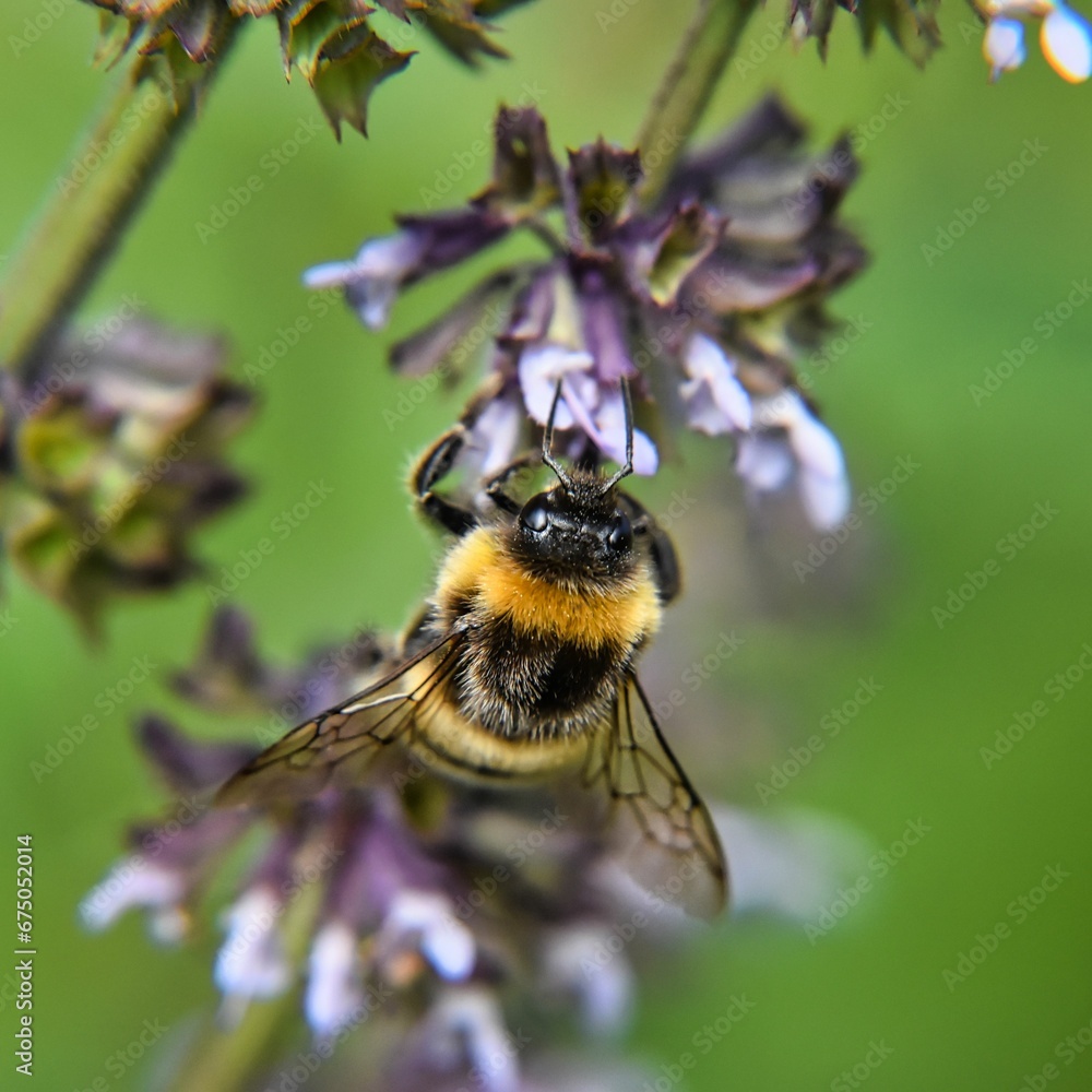 bumblebee on a purple flower in the field bumblebee on a purple flower in the field