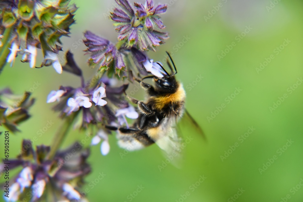 bumblebee on a purple flower in the field
