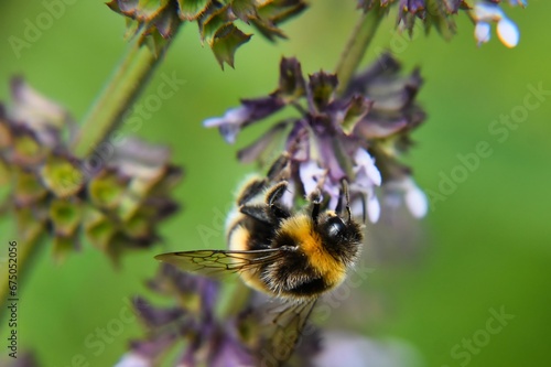 bumblebee on a purple flower in the field