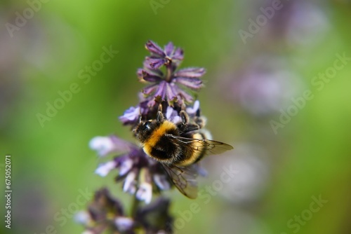 bumblebee on a purple flower in the field