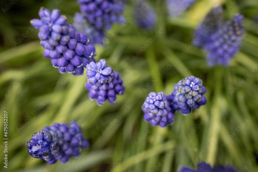 Closeup of lupin flowers growing in a garden Closeup of lupin flowers growing in a garden
