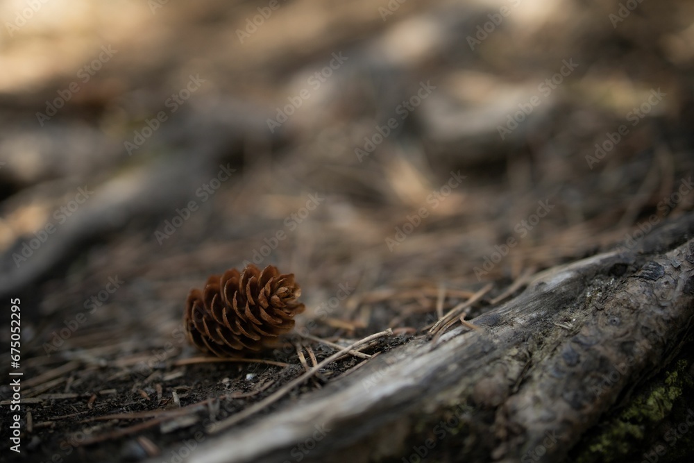 Close up of a pine cone sits on the ground amongst a collection of twigs in a forest setting Close up of a pine cone sits on the ground amongst a collection of twigs in a forest setting