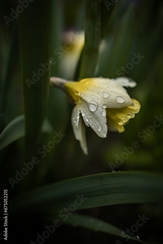 Vertical closeup of a yellow flower in green grass covered with waterdrops